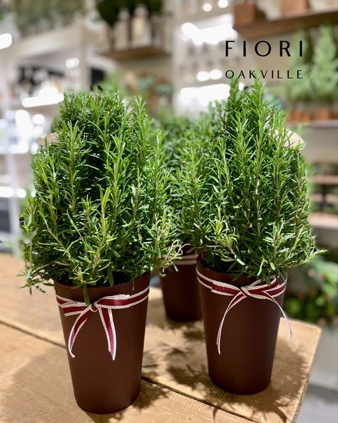 🎁🌲….SERIOUSLY, … how cute are these Rosemary Christmas Trees?❤️🌲❤️ … pair them with any of our apothecary products and you are sure to check a few names off your list! Visit our boutique flower store Downtown Oakville and discover more Christmas gift ideas🎁‼️ FIORI Oakville, Best Florist in Town! Rosemary Tree Christmas, Winter Baby Birthday Party, Winter Baby Birthday, Rosemary Christmas Tree, Rosemary Tree, Winter Flower Arrangements, Apothecary Products, Christmas Decs, Corporate Christmas Gifts