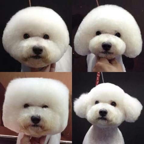 Examples of 4 very different head shapes: round, mushroom, square, Asian. Dog Hairstyles, Grooming Ideas, Pet Grooming Salon, Dog Grooming Styles, Bichon Dog, Bichon Frise Puppy, Poodle Cuts, Dog Grooming Shop, Creative Grooming