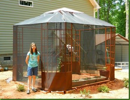 finished butterfly conservatory Monarch Butterfly Habitat, Raising Monarch Butterflies, Butterfly Cage, Butterfly Conservatory, Raising Butterflies, Monarch Butterfly Garden, Butterfly Garden Plants, About Butterflies, Butterfly Pavilion