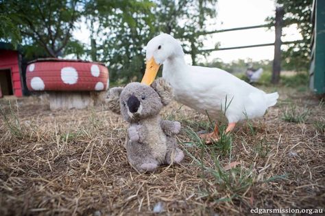 Duck Entertainment Ideas, Diy Duck Toys For Ducks, Enrichment For Ducks, Duck Toys For Ducks, Duck Enrichment, Duck Enrichment Ideas, Toys For Ducks, Duck Playground, Diy Duck Enclosure Ideas