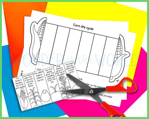 Maize Plant, Corn Maize, Corn Plant, Sequencing Activities, Activity For Kids, Maize, Cut And Paste, Early Education, Life Cycle