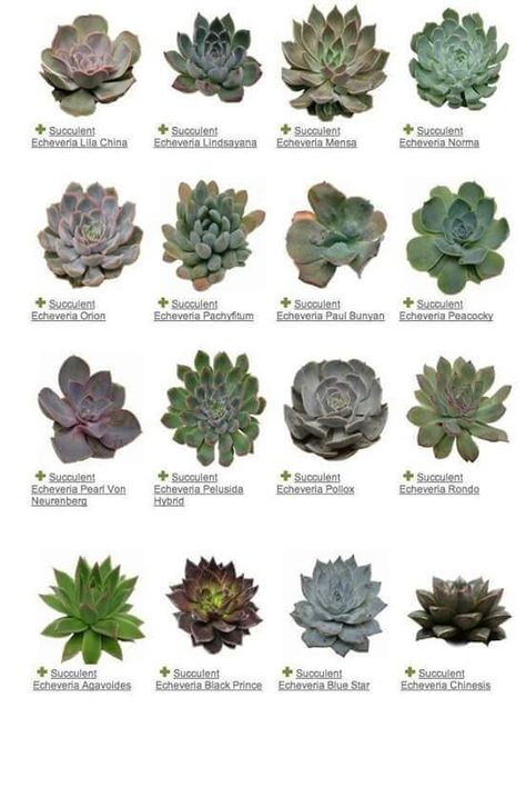 Suculentas! Plants Names, Different Types Of Succulents, Succulent Names, Types Of Succulents Plants, Drought Resistant Landscaping, Kaktus Dan Sukulen, Succulent Species, List Of Names, Fairy Garden Plants