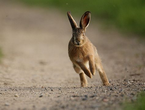 Brown Hare leveret running at dusk. Animals Moving, Rabbits Running, Hare Images, Nordic Flowers, Rabbit Running, Hare Drawing, Running Rabbit, Animal Poses, Running Hare