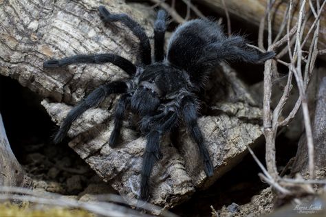 Name: Brazilian Black Tarantula (Grammostola pulchra); Range: Brazil Brazilian Black Tarantula, Black Tarantula, Cool Bugs, Cute Bat, Reptiles Pet, Creepy Crawlies, Pretty Animals, Black Ink Tattoos, Arachnids