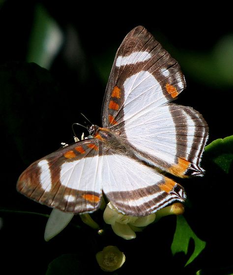 Beautiful Butterfly Photography, Moth Caterpillar, Moths And Butterflies, Butterflies And Dragonflies, Butterfly Photos, Butterflies Flying, Beautiful Bugs, Butterfly Pictures, Flying Insects