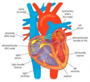 Sinoatrial Node, Heart Structure, Parts Of The Heart, Magnetic Resonance Imaging, Heart Function, Heart Muscle, Magnetic Resonance, Heart Canvas, International Conference