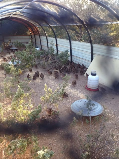 Aviary Ideas Outdoor, Quail Aviary, Aviary Ideas, Quail Pen, Quail House, Quail Coop, Best Pen, Raising Quail, Raising Farm Animals