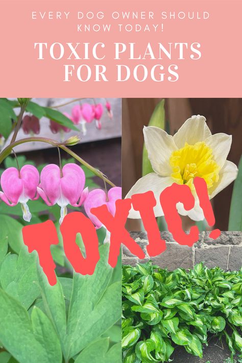 You may be shocked to learn just how many of your yard beauties are actually toxic plants for dogs, some even deadly! Knowing these common poisonous plants to dogs today, could save your puppy's life tomorrow! Toxic Plants For Dogs, Apartment Homesteading, Plants Poisonous To Dogs, Plants For Dogs, Barberry Bush, Dog Safe Plants, Deadly Plants, Toxic To Dogs, Toxic Plants