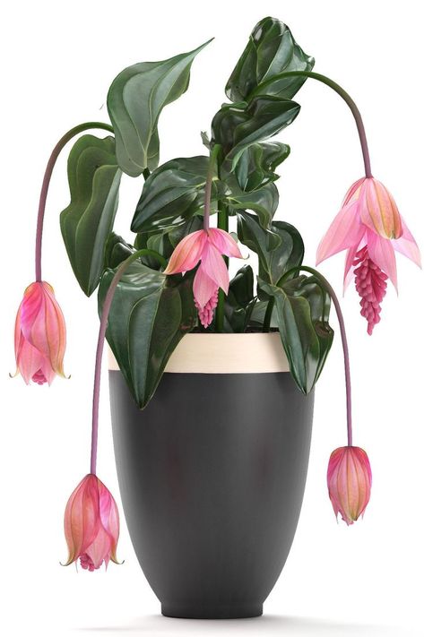 Medinilla Magnifica - what a gorgeous houseplant!!! #houseplants #thingsilike #indoorjungle Medinilla Magnifica, Plant Goals, Ecommerce Business, Handmade Paper Crafts, Gardens By The Bay, House Plants Indoor, Cool Things, Flower Decor, My Job