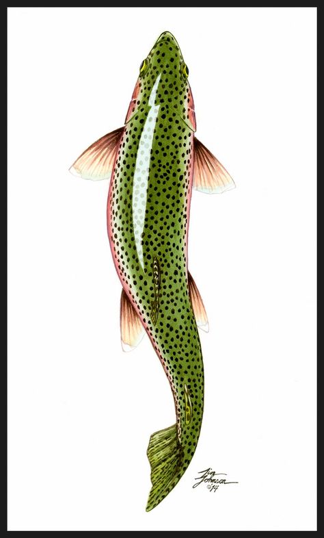 Trout Drawing, Trout Tattoo, Trout Painting, Trout Art, Fly Fishing Art, Fishing Art, Fly Fishing Tips, Fish Drawings, Fish Painting