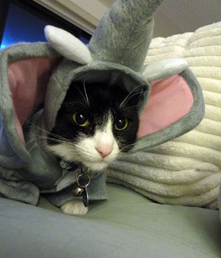 omg! too cute Elephant Halloween, Elephant Costume, Elephant Costumes, Cat Dressed Up, Chat Halloween, Cat Halloween Costume, Animal Costumes, Cat Holidays, Elephant Love