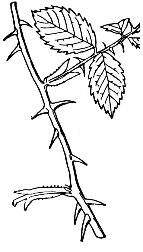 Image result for rose thorns drawing How To Draw Thorns, Rose Thorns Drawing, Vine With Thorns Tattoo, Rose With Thorns Drawing, Rose Vine Drawing, Thorn Drawing, Thorns Illustration, Thorns Drawing, Rose Thorn Tattoo