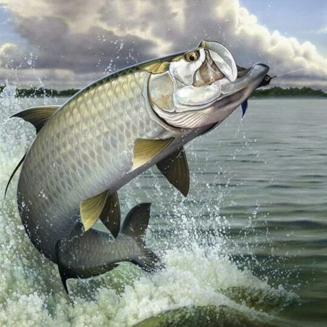 Tarpin Fish Jumping Out Of Water, Fish Paintings, Craig Smith, Tarpon Fishing, Fly Fishing Art, Fishing Art, Fish Artwork, Fishing Photography, Water Drawing