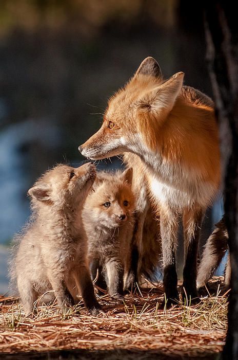 Red Fox Family Fox And Kit, Baby Foxes, Fantastic Fox, Regnul Animal, Most Beautiful Animals, Pet Fox, Wild Dogs, Cute Fox, Animal Companions