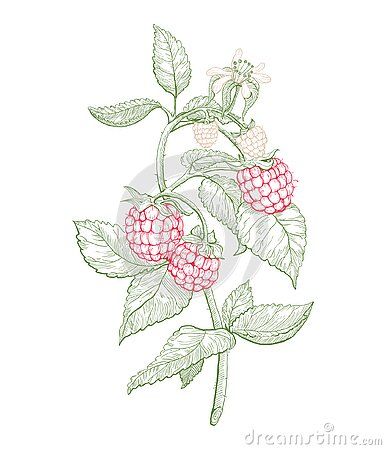 Raspberry Drawing, Label Illustration, Berry Branch, Local Farm, Illustration Sketches, Summer Fruit, Summer 2022, Berry, Raspberry