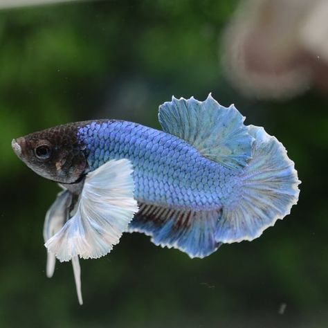 PREMIUM QUALITY FISH ONLY on Instagram: “Plakat dumbo ear series . ● Good form ● Genetic is strong ● Form is perfect ● Colour is beautifful ● Quality bettafish . DM Me if you're…” Betta Fish Plakat, Dumbo Ear Betta, Dumbo Ears, Fish Tank Design, Beta Fish, Tank Design, Betta Fish, Genetic, Fish Tank