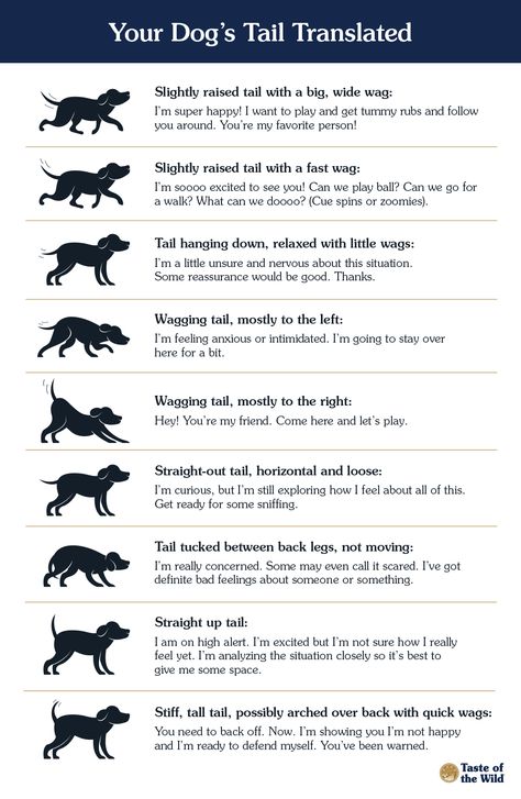 Dog Tails Meaning Language, Dog Tail Meaning Language, Dog Tail Meaning, Dog Communication, Dog Body Language, Puppy Time, Dog Behavior Training, Dog Remedies, Dog Advice