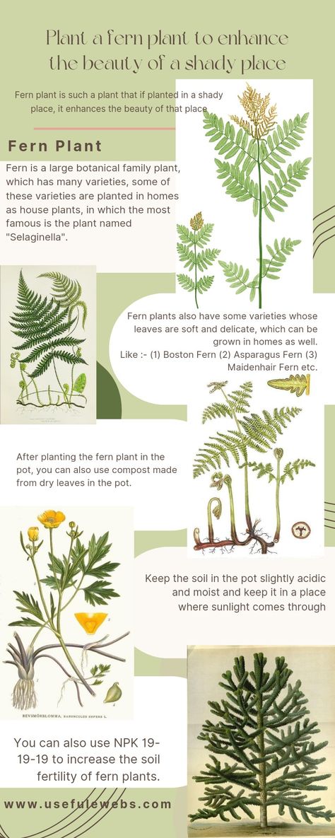 Plant a fern plant to enhance the beauty of a shady place. Fern Plant Indoor, Ferns Balcony, Types Of Fern Plants, Indoor Fern Plants, Indoor Ferns, Types Of Ferns, Popular House Plants, Maidenhair Fern, Boston Fern