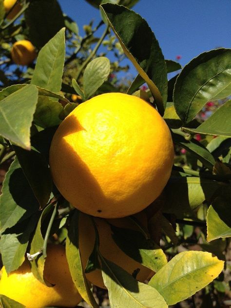 Fruits Farming, Lemon Growing, Probiotic Meals, Meyer Lemon Tree Care, Growing Lemon Trees, Lime Trees, Lemon Plant, Meyer Lemon Tree, How To Grow Lemon