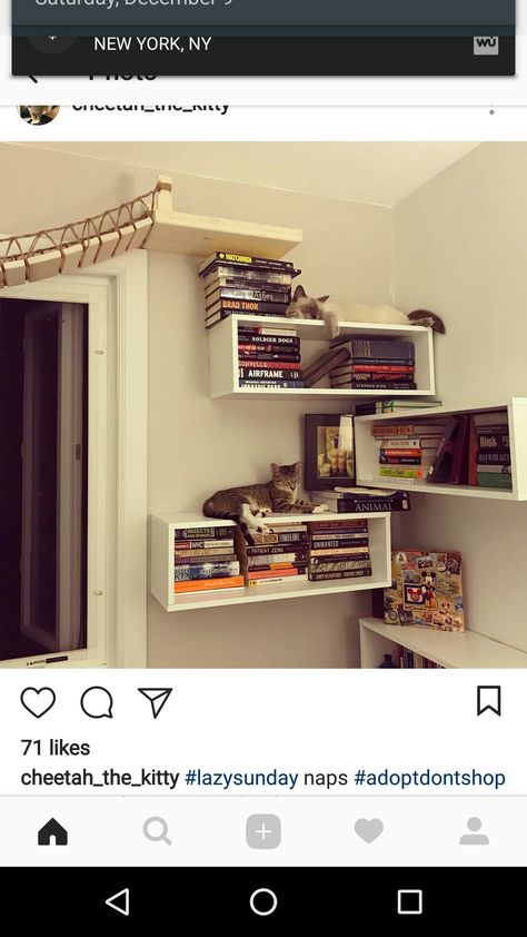 Cat Shelves In Bedroom, Cat Wall Bookshelves, Cat Book Shelves, Cat Proof Shelves, Cat Shelf Gallery Wall, Aesthetic Cat Shelves, Cat Bookshelves, Cat Wall Shelves Catwalks, Cat Enrichment Ideas