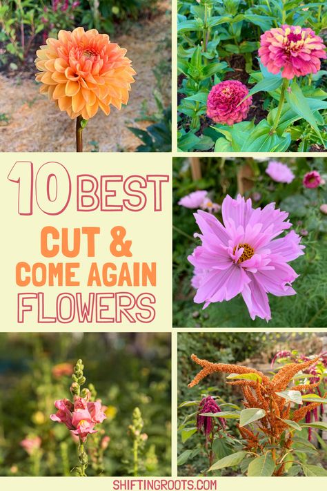 10 Best Cut and Come Again Flowers | Shifting Roots All Year Garden Plants, Zone 6 Gardening Flowers, Cut Flower Garden Plans Layout, Pnw Flower Gardens, Beginner Cut Flower Garden Layout, Perinial Flowers Garden Ideas, Zone 5 Flower Garden, Zone 9 Flowers, Cut Flower Raised Garden Bed