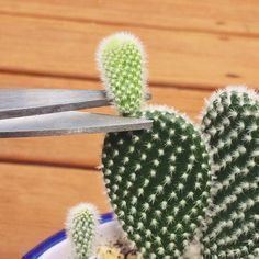 Los arreglos mini con suculentas y cactus son una tendencia decorativa muy interesante que además te permite usar prácticamente cualquier objeto como maceta. Obviamente no te va a durar eternamente… Mini Cactus Garden, How To Grow Cactus, Kaktus Dan Sukulen, Cactus Arrangement, Cactus House Plants, Cactus Plant Pots, نباتات منزلية, Cactus Types, Succulent Cuttings