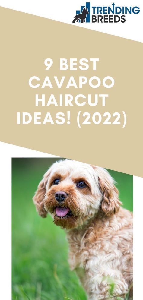 Haircut Ideas 2022, Cavapoo Haircut, Creative Haircuts, Hybrid Dogs, Haircut Ideas, Dog Breed, Talk About, Dog Breeds, Hair Cuts