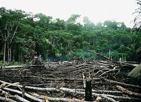 Tarantula Habitat, Rainforest Deforestation, Mysterious Photography, Picture Tree, Rare Species, Old Trees, Christmas Ad, Big Photo, Amazon Rainforest