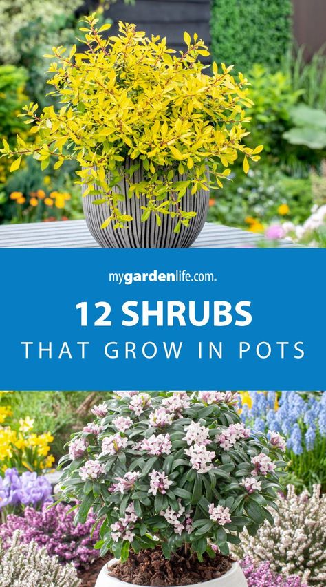 Learn about twelve decorative shrubs that are perfect for growing in pots. These shrubs for landscaping will elevate your garden with their beauty and versatility. Get tips on shrub garden ideas and maintaining shrubs in planters. Find more shrub gardening ideas and planter inspiration at Mygardenlife.com. Shrubs In Pots Front Porch, Evergreen Shrubs In Pots, Container Shrubs Patio, Large Container Planting Ideas, Shrub Garden Ideas, Container Shrubs, Shrubs In Pots, Shrubs In Containers, Shrubs For Containers