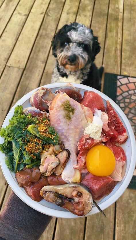 Dog Raw Food, Raw Food For Dogs, Dog Meal Prep, Raw Dog Food, Pet Food, Dog Food, Health Benefits Of Eggs, Raw Dog Food Diet, Dog Food Bowls