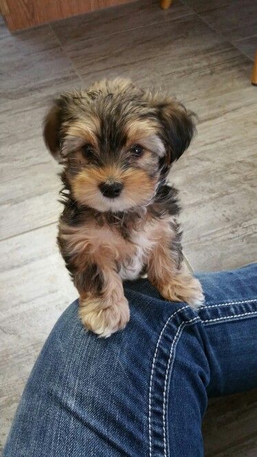 Teacup Morkie, Morkie Puppies, Cute Small Dogs, Puppy Mom, Dog Mommy, Cute Dogs Images, Very Cute Puppies, Dog Stroller, Super Cute Puppies