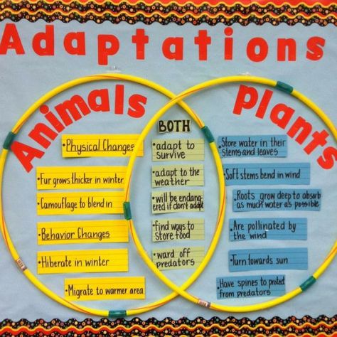 Use a Venn Diagram to demonstrate animal and plant adaptations. Science Bulletin Boards, Science Anchor Charts, 7th Grade Science, 1st Grade Science, First Grade Science, Third Grade Science, 4th Grade Science, Animals And Plants, 6th Grade Science