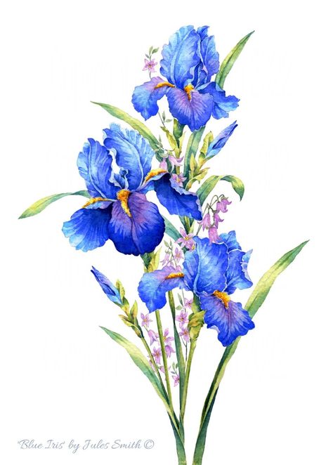 Watercolour Flower BLUE IRIS Inspiring Wall Art Print - Etsy Iris Drawing, Blue Iris Flowers, Watercolor Flower Prints, Watercolour Flower, Blue Drawings, Iris Painting, Painting Nature, Blue Iris, Iris Flower