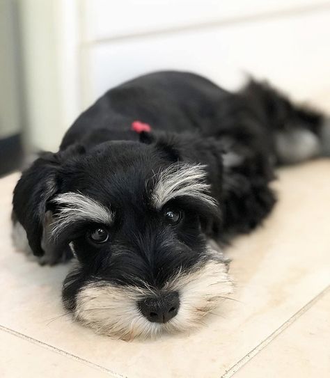 Mini Schnoodle, Black Mini Schnauzer Puppy, Black And White Schnauzer, Pomsky Dog, White Schnauzer, Schnauzer Grooming, Salt And Pepper Miniature Schnauzer, Black And White Miniature Schnauzer, Mini Schnauzer Puppies