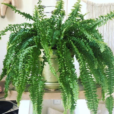 Boston fern Plant In Bathroom, Plants Air Purifying, Houseplants Safe For Cats, Best Bathroom Plants, Ferns Care, Types Of Houseplants, Boston Fern, Asparagus Fern, Leafy Plants