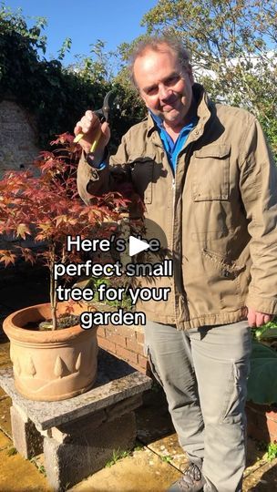 Trees For Small Gardens, Cloud Pruning, Pretty Leaves, Japanese Maples, Pretty Leaf, Acer Palmatum, Japanese Maple, Small Trees, Small Gardens