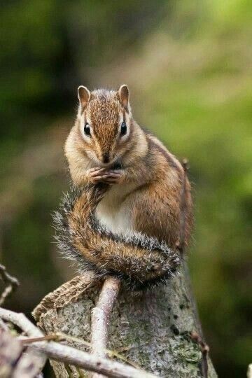 Dolphin Fish, Squirrel Funny, Woodland Friends, Cute Squirrel, A Squirrel, Chinchillas, Wildlife Photos, Little Critter, Cute Animal Pictures