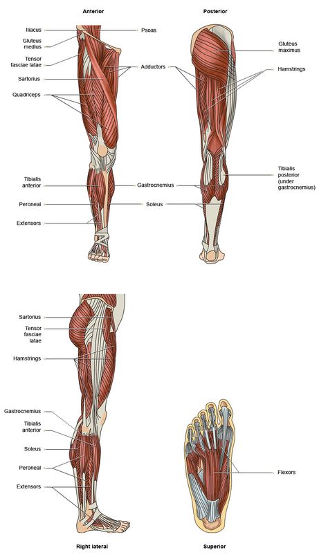 VTCT - The Muscles of the Lower Limbs Muscle Of Lower Limb, Lower Limb Muscles Anatomy, Muscles Of Lower Limb, Muscles Of Forearm, Anatomy And Physiology Notes, Lower Limb Muscles, Physiology Notes, Anatomy Pictures, Tensor Fasciae Latae