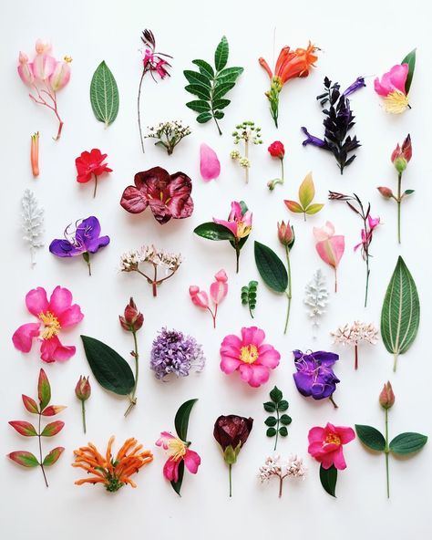 tinyatlas on Instagram: “@omjsk ‘s visual representation of her walk to #Dolores #Park while in town for our show ✨ #flowers #wildflowers #foraging #botanical #flatlay #colorful #greenery Floral Flatlay, Things Organized Neatly, Wildflowers Photography, Botanical Bath, Pressed Botanicals, Botanical Photography, Flat Lay Photography, Dry Leaf, Flower Inspiration