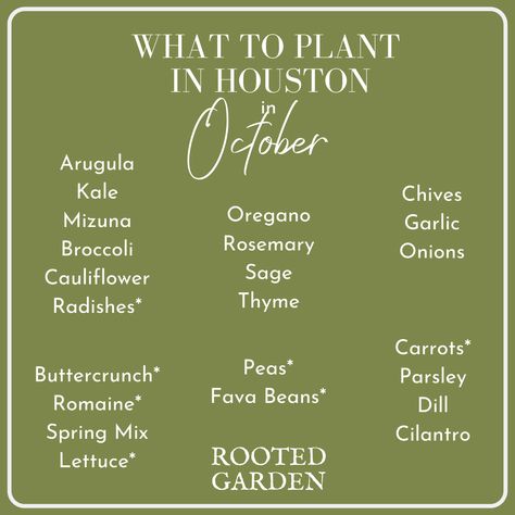 What to Plant in Your Houston Garden in October — Rooted Garden Houston Garden, Pollinator Plants, Bean Plant, Bush Beans, Texas Gardening, Spring Mix, Fava Beans, Sugar Snap Peas, Citrus Trees