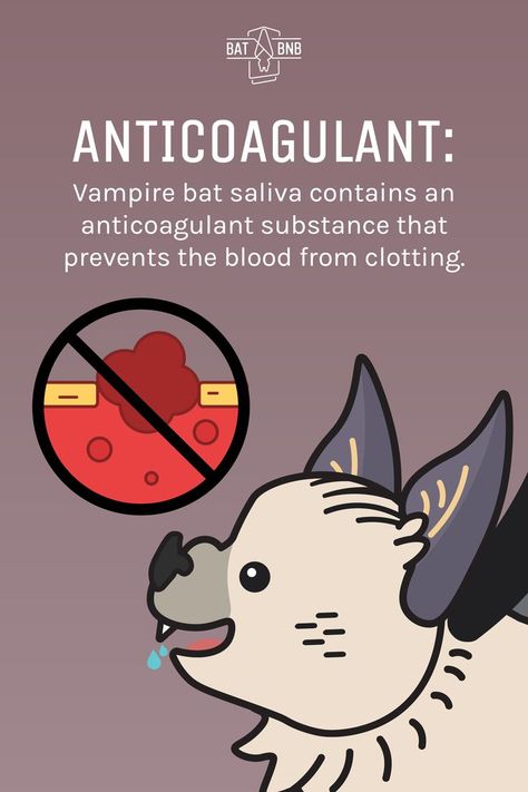 Vampire bat saliva contains a unique anticoagulant, ensuring easy feeding from unaware prey. This remarkable adaptation isn’t just a batty bonus–it's inspired human medical breakthroughs in treating conditions like strokes! Celebrate Bat Week with us, October 24th-31st. Abby Ncis, Animal Knowledge, Bat Facts, Vampire Bats, Bat Animal, Interesting Animals, Vampire Bat, Cute Bat, Animal Facts