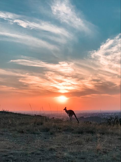 Sunset,kangaroo,vacation ideas down under, landscape,travel aesthetic|Travel ideas| Kangaroo Aesthetic, Val Core, Manifesting Magic, Farm Aesthetic, Lighter Hair, Australia Animals, Salty Hair, Aesthetic Travel, + Core + Aesthetic