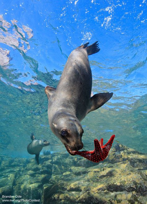 Celebrating World Oceans Month with Photographs Sea Mammal, National Wildlife Federation, Oceans Of The World, Marine Mammals, Sea Star, Salt Life, Sea Lion, Ocean Creatures, Marine Animals