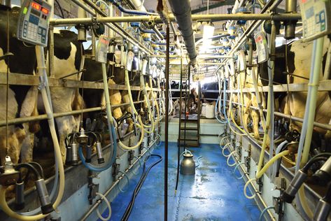 Cow Milking Station, Dairy Cow Milking Station, Cow Milking Aesthetic, Dairy Cow Milking Parlor, Dairy Cows Photography, Gado Leiteiro, Milk The Cow, Young Farmers, Dairy Industry