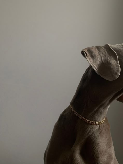 Neutral Aesthetic Photography, Pet Brand, Pet Area, Brand Photography Inspiration, Dog Photoshoot, Dog Branding, Dog Blog, Weimaraner, Brown Aesthetic