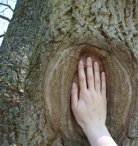 nature
Cottagecore
Tree The Raven Boys Aesthetic, Adam Parrish Aesthetic, Changeling Aesthetic, Trc Aesthetic, Raven Cycle Aesthetic, Rivers Aesthetic, Medieval Angel, The Hunger Games Aesthetic, Lester Papadopoulos