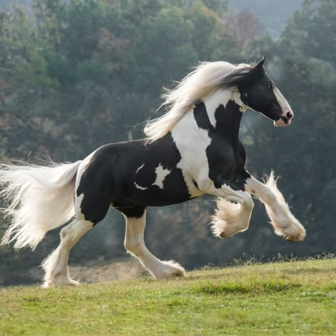 Nature Friends, Shire Horse, Horse Inspiration, Draft Horse, Horse Pics, Horse Wallpaper, Most Beautiful Horses, Horse Aesthetic, Friesian Horse