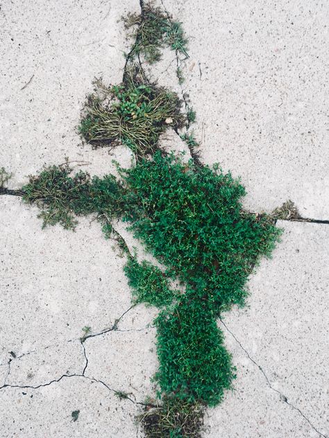 I feel so inspired by these little plants growing in tiny cracks in the sidewalk Nature Growing On Buildings, Plants Growing Through Cracks, Plants Growing In Cracks, Plants Growing Through Concrete, Nature Taking Over, Sidewalk Plants, Cracked Sidewalk, Cornell Box, Goblin City