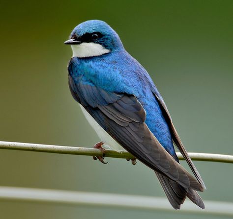 Tree Swallow Norfolk County, ON Bird Tattoo Color, Swallow Bird Tattoo, Swallow Bird Tattoos, Tree Swallow, Black Bird Tattoo, Skateboard Art Design, Tattoo Color, Swallow Bird, Bird Tattoo