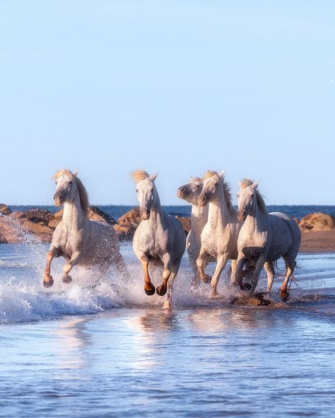 Adrien Noat 📸 on LinkedIn: #camargue #photographie #dimancheinspiration #chevauxsauvages #nature | 20 comments Dream Snake, Camargue Horse, Cat Attack, Dream's Cat, Horse Inspiration, Horse Wallpaper, Romantic Fashion, Pink Carpet, Horses And Dogs